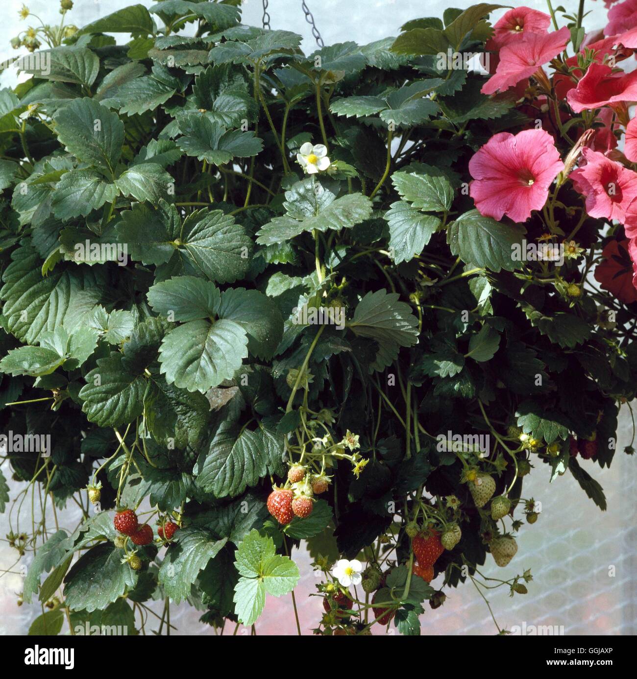 Hanging Basket planted with Strawberry `Sweetheart' HBA011490